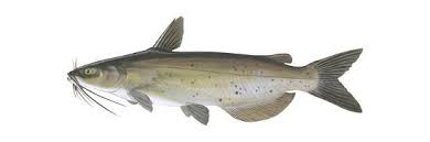 Image result for Ictalurus punctatus