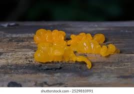 Attēlu rezultāti vaicājumam “Dacrymyces chrysospermus”