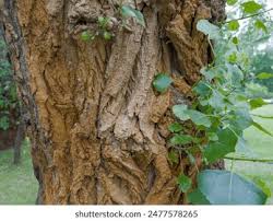 Attēlu rezultāti vaicājumam “Populus x petrowskyana leaf”