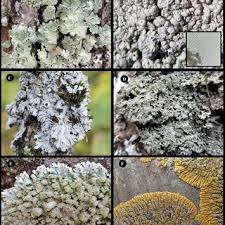 Attēlu rezultāti vaicājumam “Sclerophora coniophaea”
