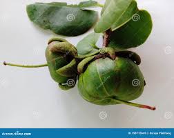 Attēlu rezultāti vaicājumam “Listera ovata fruit”