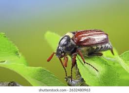 Attēlu rezultāti vaicājumam “Melolontha melolontha imago”