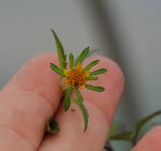 Attēlu rezultāti vaicājumam “Bidens frondosa flower”