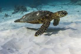 Image result for Eretmochelys imbricata
