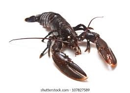 Image result for Homarus gammarus