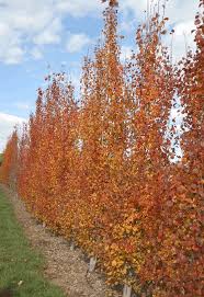 Attēlu rezultāti vaicājumam “Populus tremula”