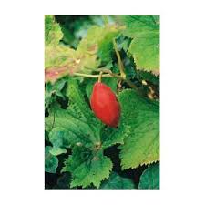 Attēlu rezultāti vaicājumam “Podophyllum hexandrum fruit”