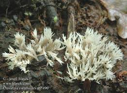 Attēlu rezultāti vaicājumam “Clavulina coralloides”