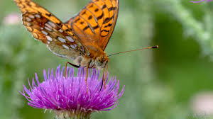 Attēlu rezultāti vaicājumam “Argynnis adippe”