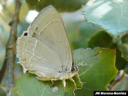 Attēlu rezultāti vaicājumam “Favonius quercus”