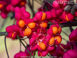 Attēlu rezultāti vaicājumam “Euonymus europaeus fruit”