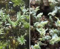 Attēlu rezultāti vaicājumam “Saelania glaucescens”