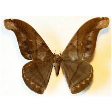 Attēlu rezultāti vaicājumam “Eurois occulta”