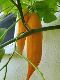 Attēlu rezultāti vaicājumam “Cucurbitaceae”