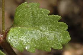Attēlu rezultāti vaicājumam “Veronica agrestis leaf”