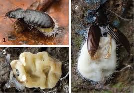 Attēlu rezultāti vaicājumam “Nebria brevicollis”