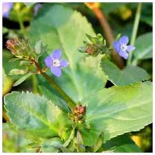 Attēlu rezultāti vaicājumam “Veronica beccabunga”