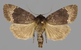 Attēlu rezultāti vaicājumam “Amphipyra perflua”