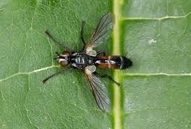 Attēlu rezultāti vaicājumam “Cylindromyia sp.”