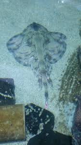 Image result for Raja undulata