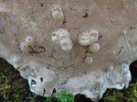 Attēlu rezultāti vaicājumam “Agathomyia wankowiczii”