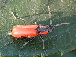 Attēlu rezultāti vaicājumam “Anthocomus rufus”