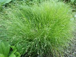 Attēlu rezultāti vaicājumam “Carex remota”