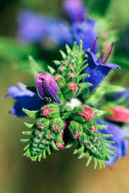 Attēlu rezultāti vaicājumam “Echium vulgare”