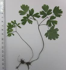 Attēlu rezultāti vaicājumam “Isopyrum thalictroides”