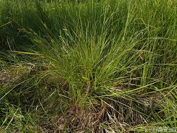 Attēlu rezultāti vaicājumam “Carex vesicaria”