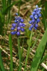 Attēlu rezultāti vaicājumam “Muscari botryoides”