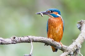 Attēlu rezultāti vaicājumam “Alcedo atthis”