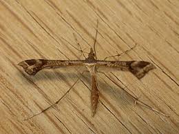 Attēlu rezultāti vaicājumam “Platyptilia tesseradactyla”