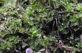 Attēlu rezultāti vaicājumam “Nardia geoscyphus”