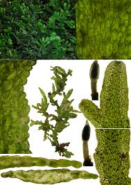 Attēlu rezultāti vaicājumam “Riccardia latifrons”