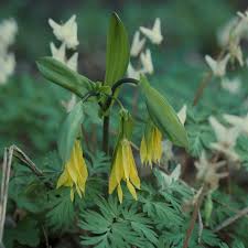 Attēlu rezultāti vaicājumam “Uvularia grandiflora”