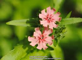 Image result for Lychnis chalcedonica `Dusky Salmon`