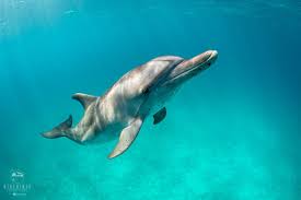 Image result for Durley Dolphin Diver