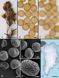 Attēlu rezultāti vaicājumam “Sphacelotheca hydropiperis”