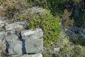 Attēlu rezultāti vaicājumam “Empetrum nigrum”