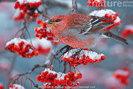 Image result for Pinicola enucleator