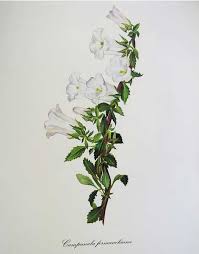 Image result for Campanula formanekiana