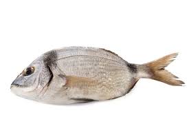 Image result for Diplodus vulgaris