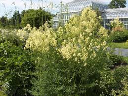 Attēlu rezultāti vaicājumam “Thalictrum lucidum”