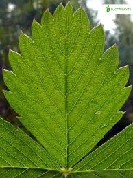 Attēlu rezultāti vaicājumam “Fragaria vesca leaf”