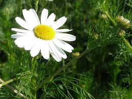 Attēlu rezultāti vaicājumam “Tripleurospermum inodorum”