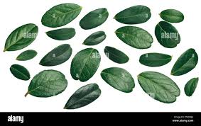 Attēlu rezultāti vaicājumam “Vaccinium vitis-idaea leaf”