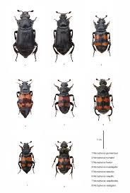 Attēlu rezultāti vaicājumam “Nicrophorus investigator imago”