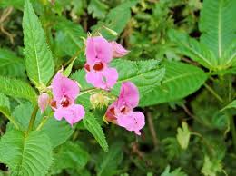 Attēlu rezultāti vaicājumam “Impatiens glandulifera flower”