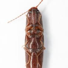 Attēlu rezultāti vaicājumam “Melanotus sp.”